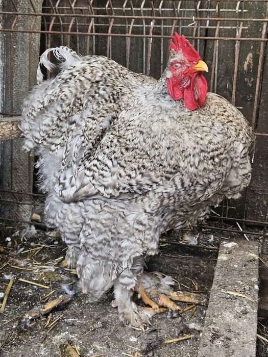 Cocos cochinchina uriaș barat deschis