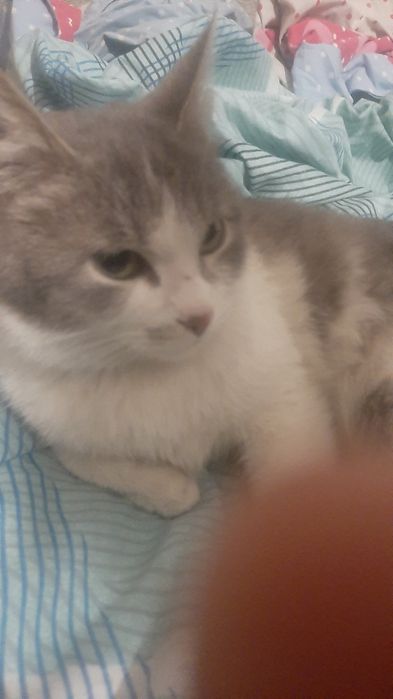 Серый кот чёрная кошка