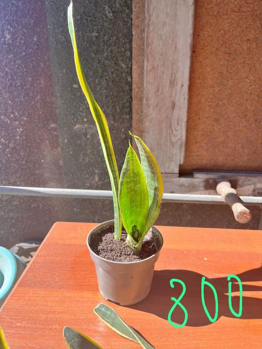 Домашние  растения.  Сансеверия