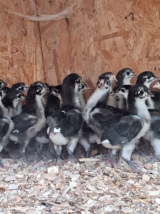 Pui australop negru