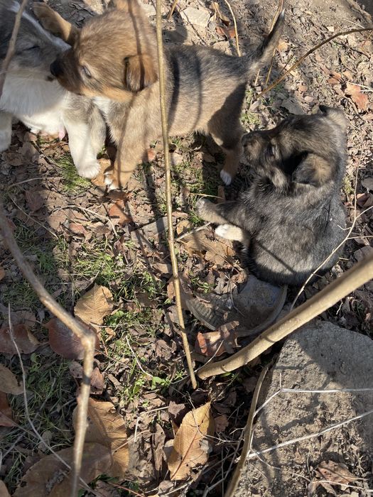 Отдам щенков в добрые руки