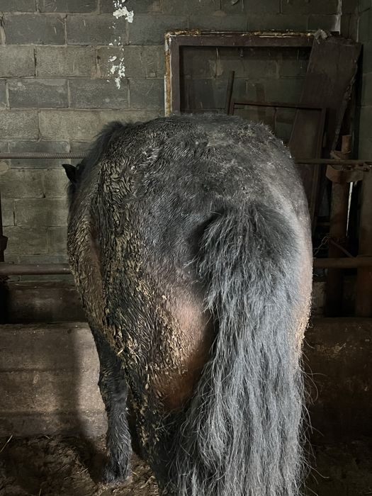 Продам жирных лошадей -жылқы семіз сатамын