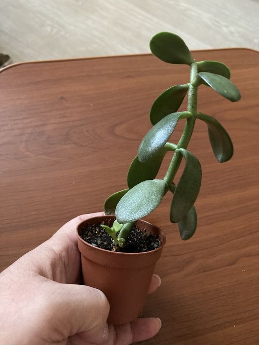 денежное дерево толстянка разные продам