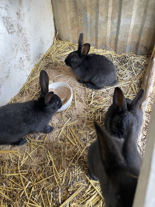 Продам кроликов 1.5 месяца