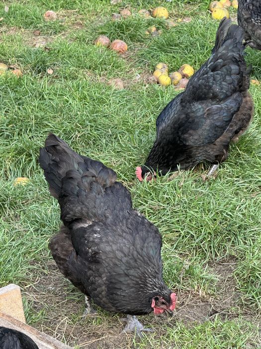 Vand perechi sau familii Australorp Negru Albastru