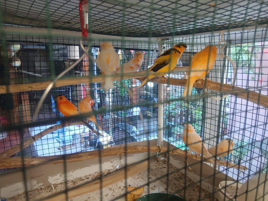 Canari tineret inelați