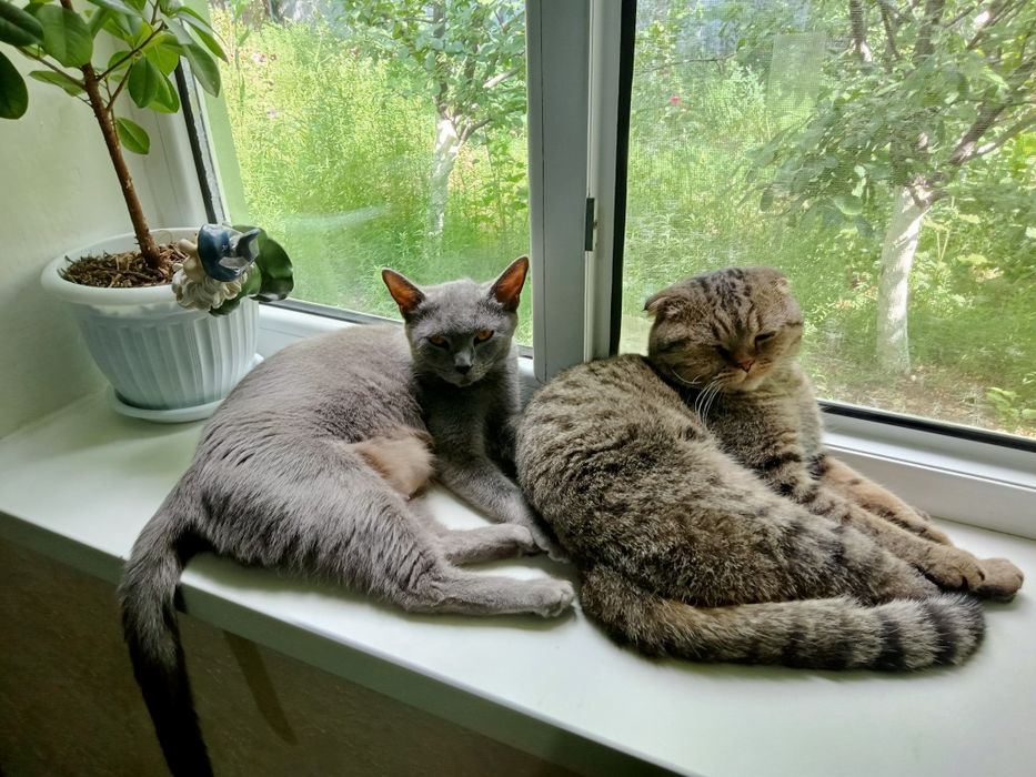 Котенок вислоухий, добрый, ласковы