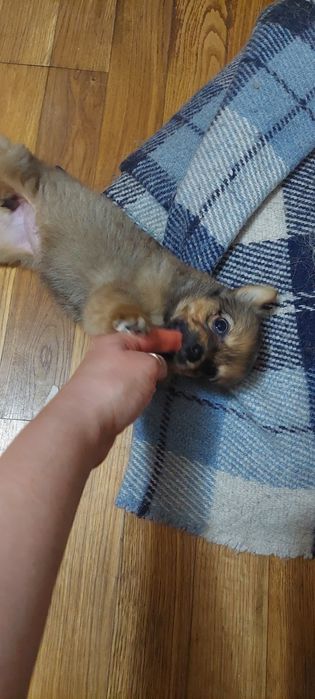 Щенок. Девочка. 1.5 месяца