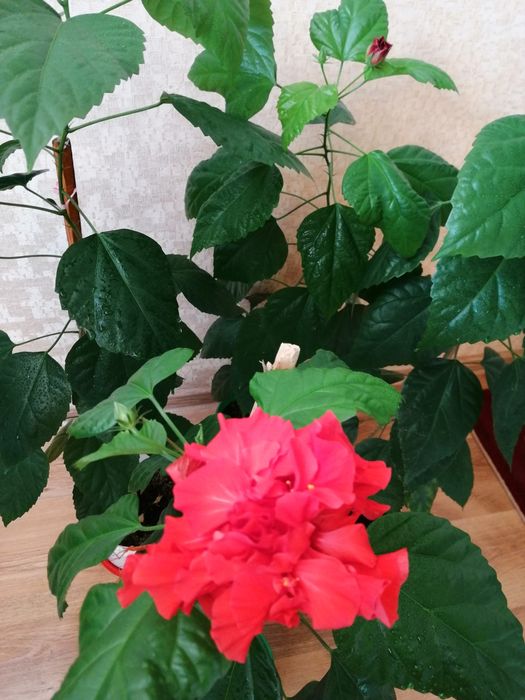 Китайская роза, гибискус