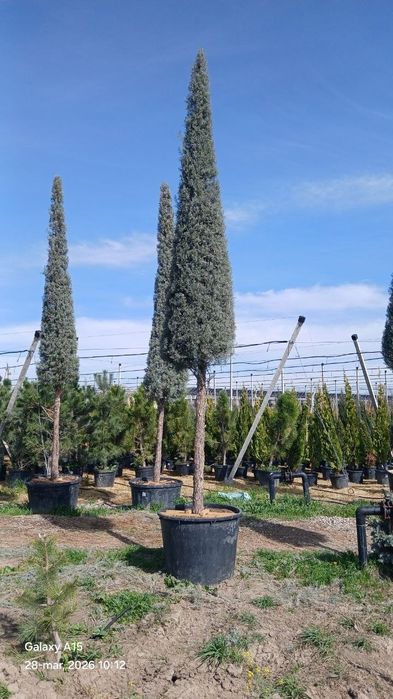 Базовый грунт для уличных растений. Саженцы деревьев, кустарников и др