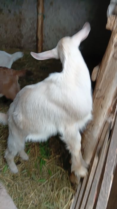 Țap Nobil German