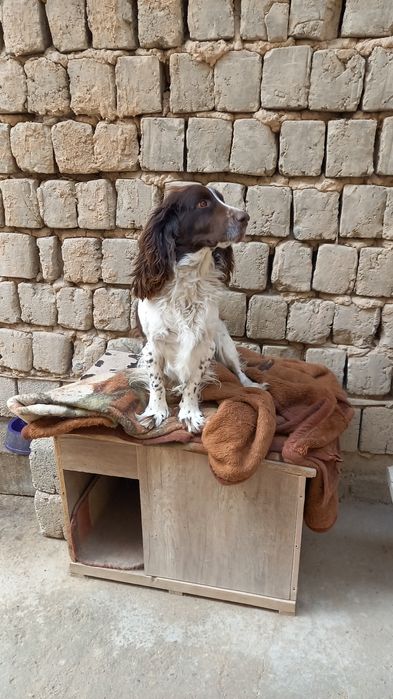 Кабель для случки ,не для продажи