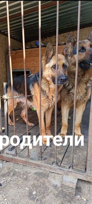 Продам щенков немецкой овчарки