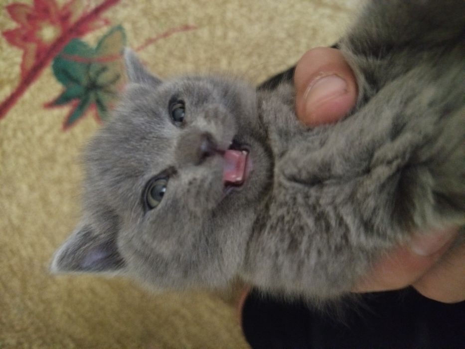 Котята веслоухие