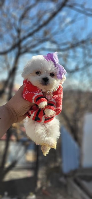 Корейские лупоглазые  мальтизе