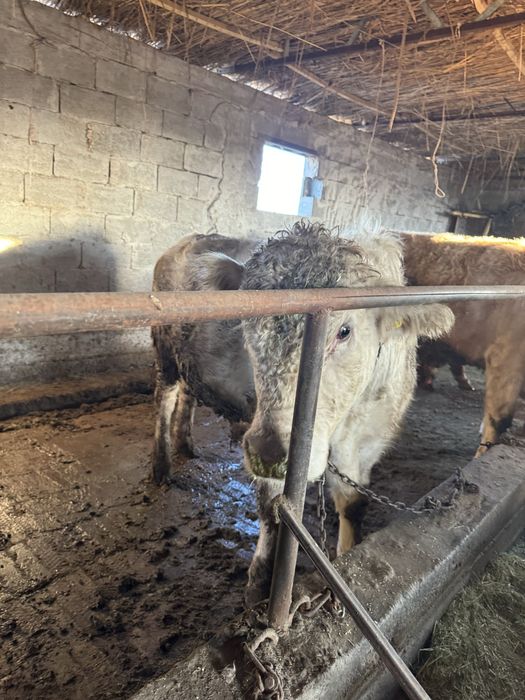 Аулиеколь тұқымдыққа арналған бұқалар