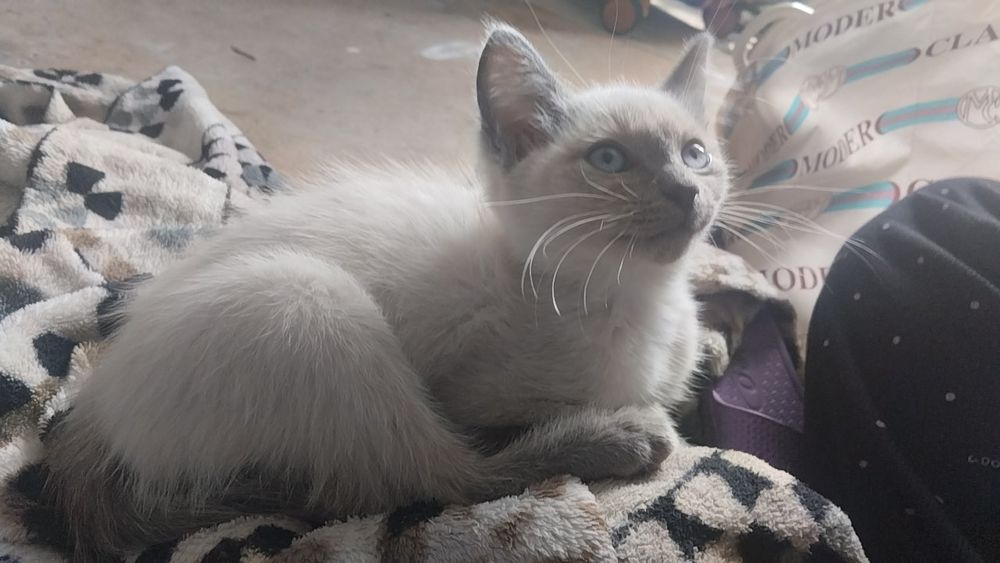 Котёнок сиямски продаеться, очень ласковые