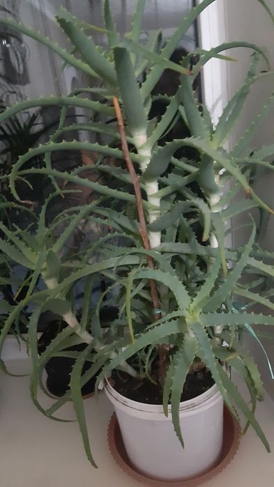 Алоэ лечебный цветок