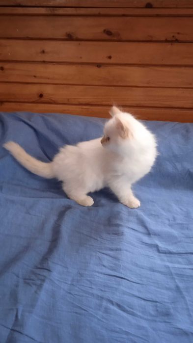 Невска маскарадна котка Neva Masquerade