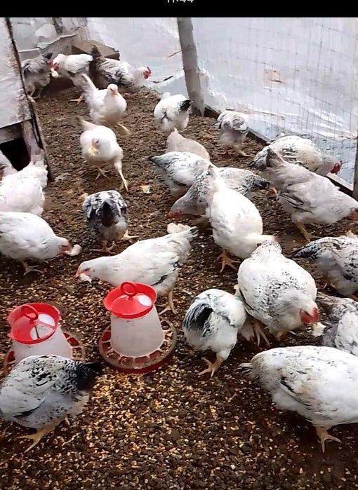 puii tineri inte 3kg și 3.50