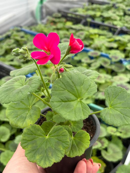 Мушкато за балкон, градина и саксии – свежи и здрави растения