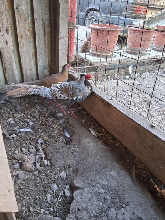 Vand sau schimb cu pauni