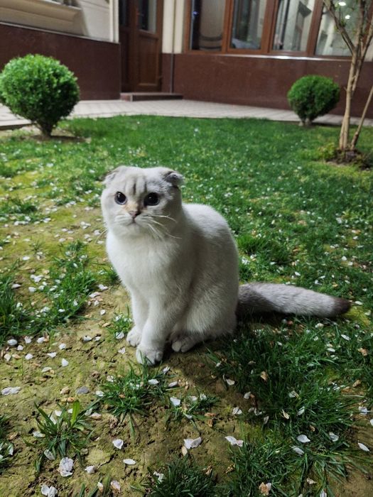 Mushuk sotiladi.