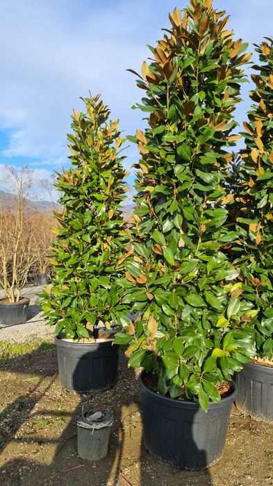 Magnolia grandiflora