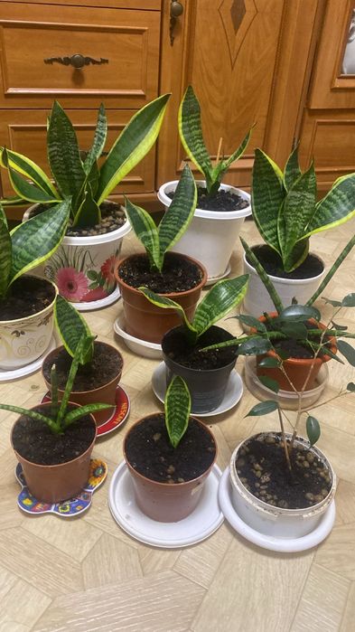 Продам цветы в горшочках