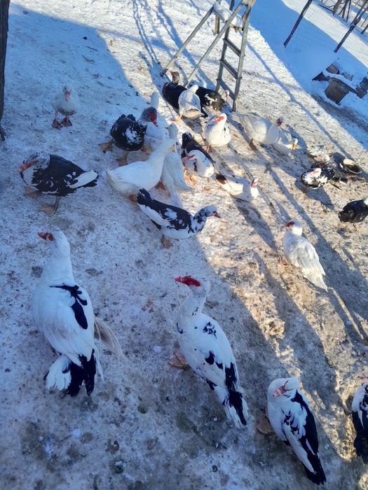 Vând rațe, rățoi, cocoși si iepuri.