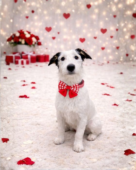 Девочка-метис джек рассела, стерильна