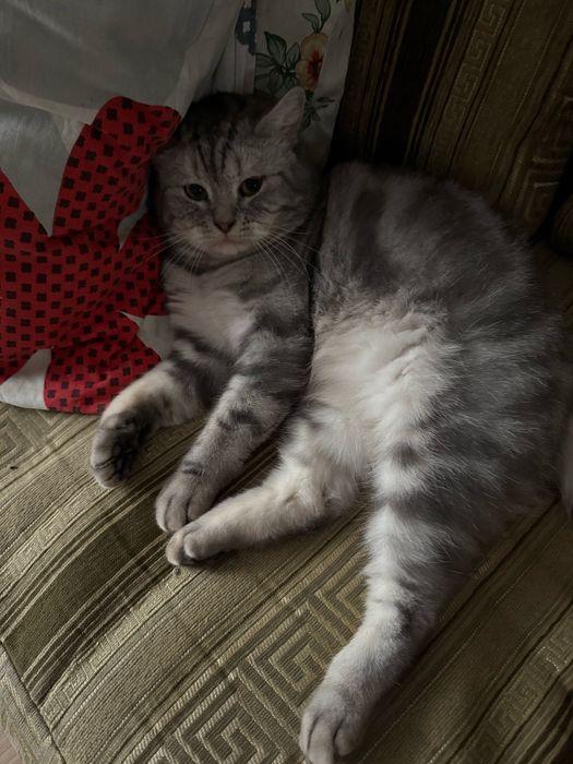 Шотландец Скоттиш Страйт
