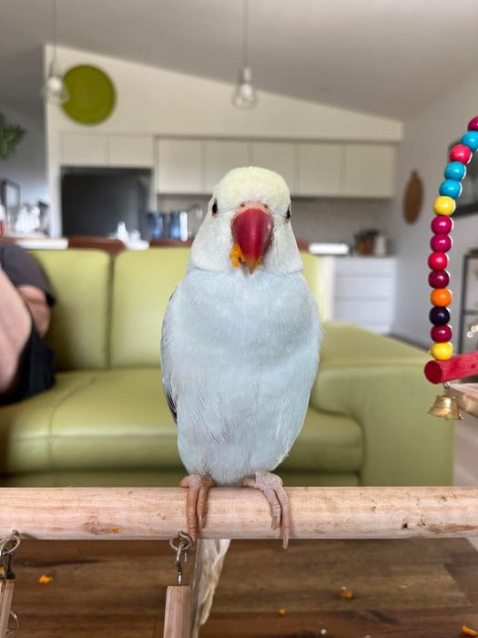 Micul Alexander puiuti blanzi crescuti la mana Alexandru