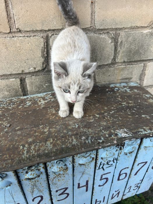 Возьмите кошечку, возможно потеряшка
