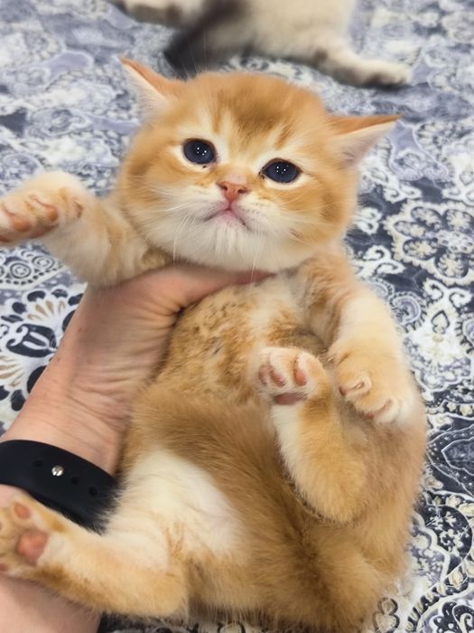Чистокровные котята
