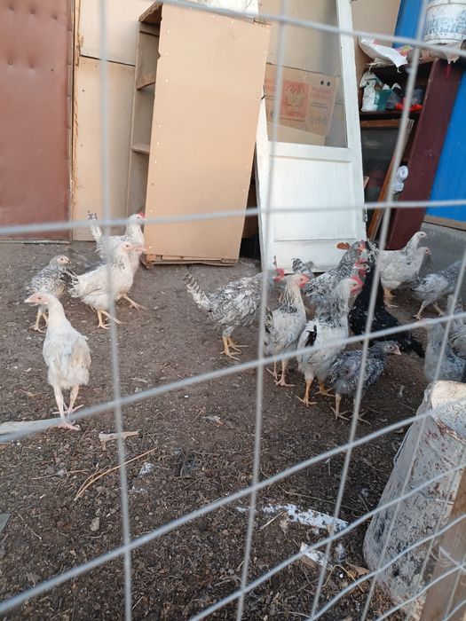 Продам домашних курочек и петушков