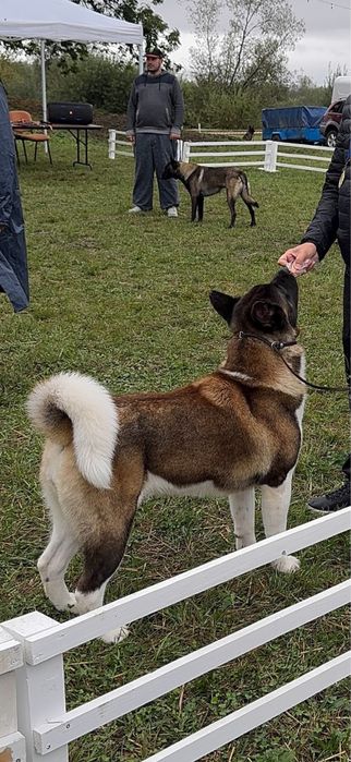Vand akita american femela