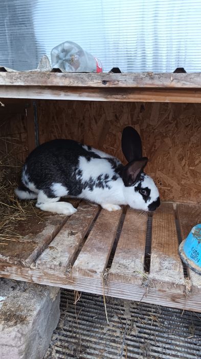 Iepurita fluture german