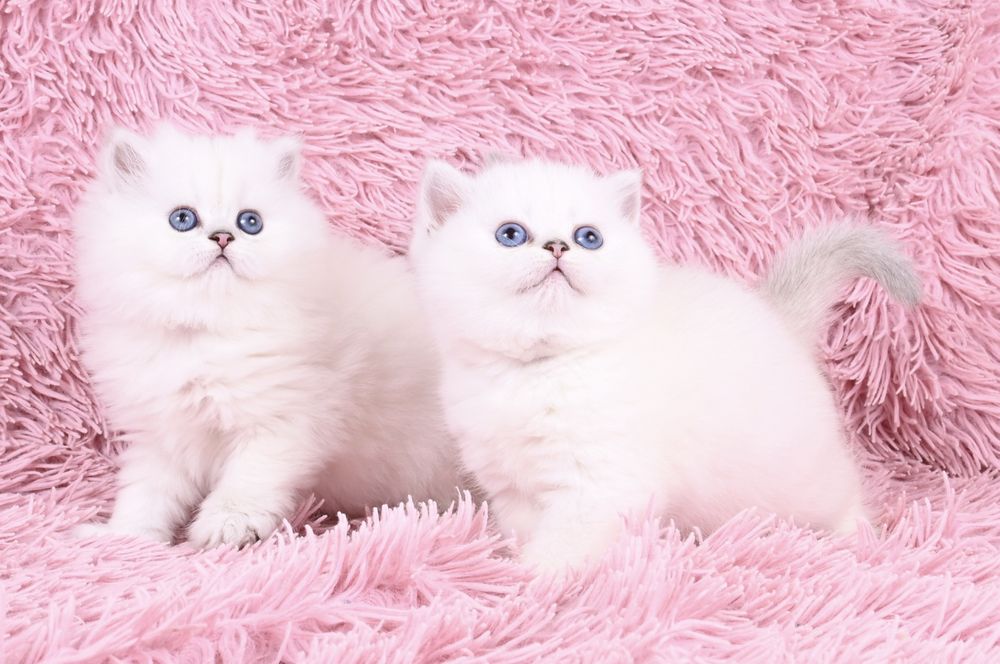 Pisicuță British  Shorthair Silver Chinchilla colour point cu pedigree