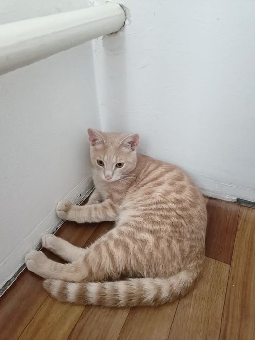 Отдам британского котенка.