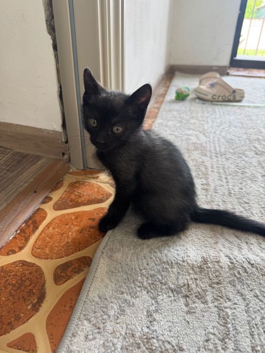 Отдаем котенка в хорошие руки