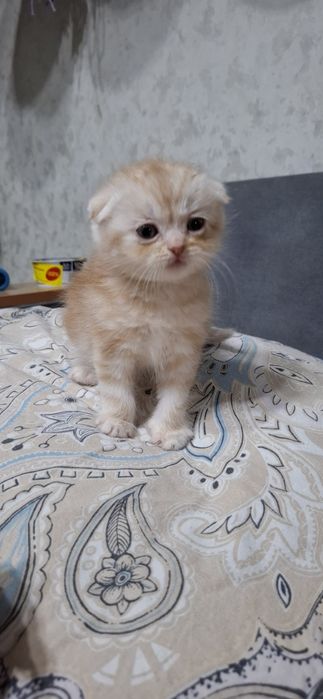 Продаются котята скотиш страйт.