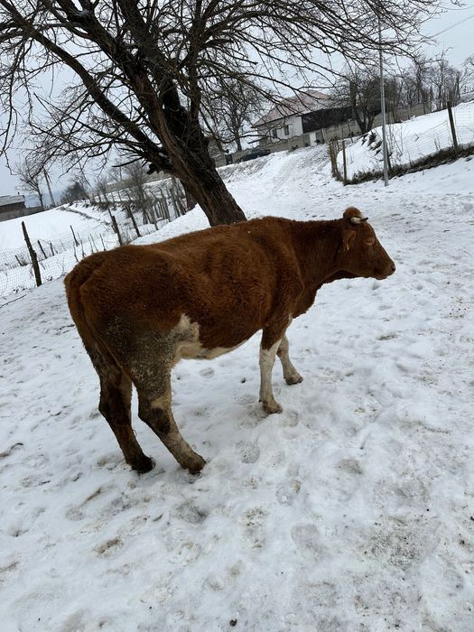 Vând vaca bălțata cu vițel după ea