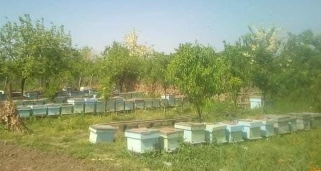 Vand familii albine in  Giurgiu