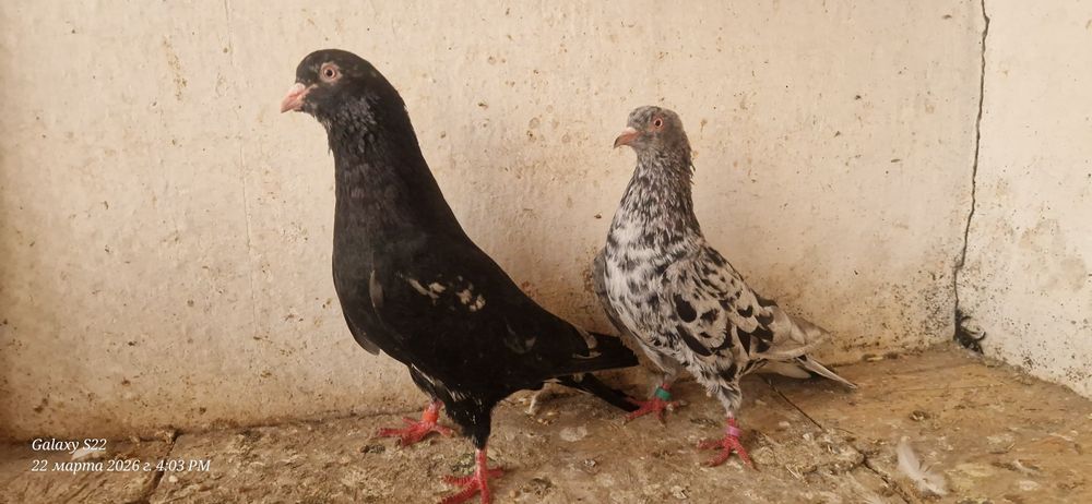 Челкари пара готовая.