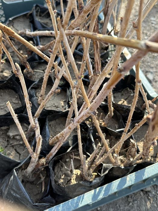 Ежамалина , Малина