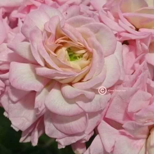 Пеларгония сорта ЮВ Звезда Водолея