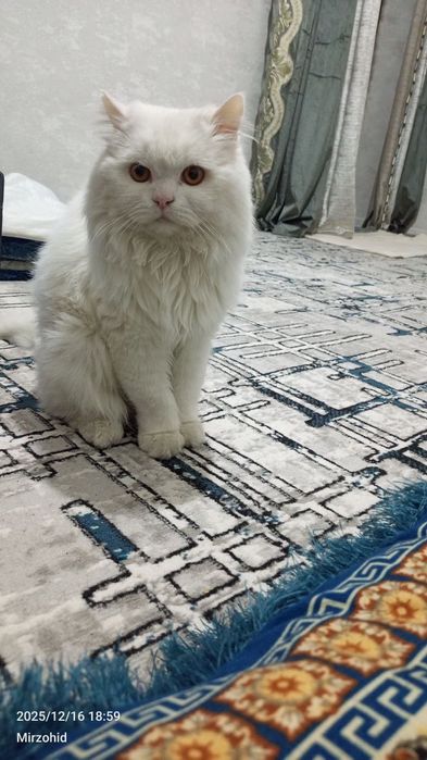 Shotlan oq heyland mushuk sotiladi