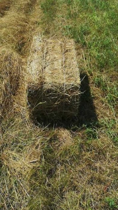 Vând baloți lucerna sau de fan