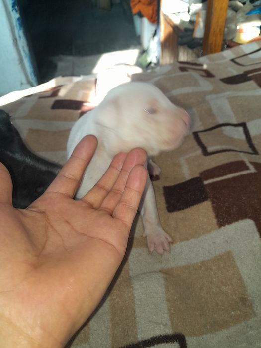 Питбуль чистокровный